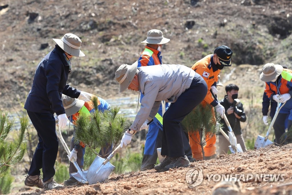강릉산불 재조림지에 금강송 심는 문 대통령 내외