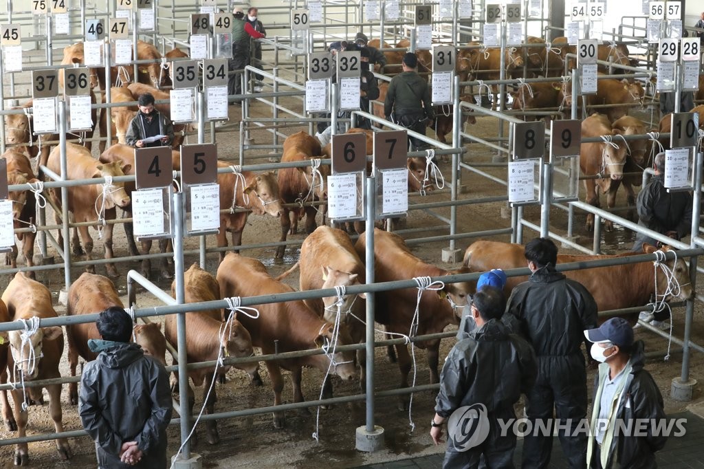 제주축협 가축시장 3개월 만에 재개장