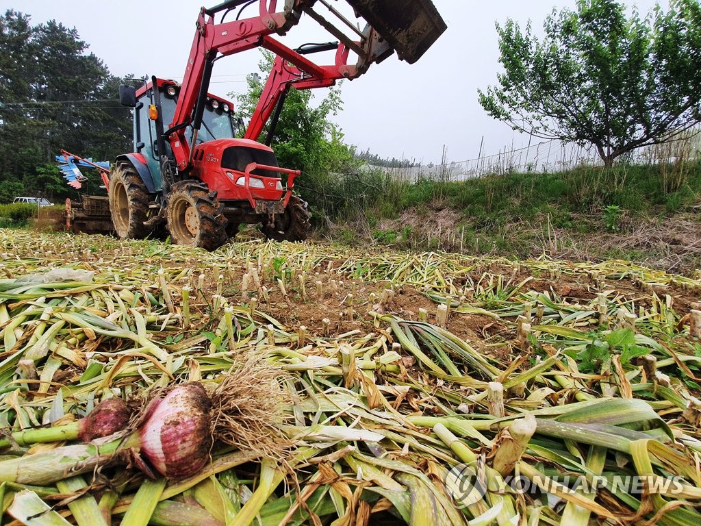 Garlic discarded due to expected price plunge Garlic discarded due to expected price plunge