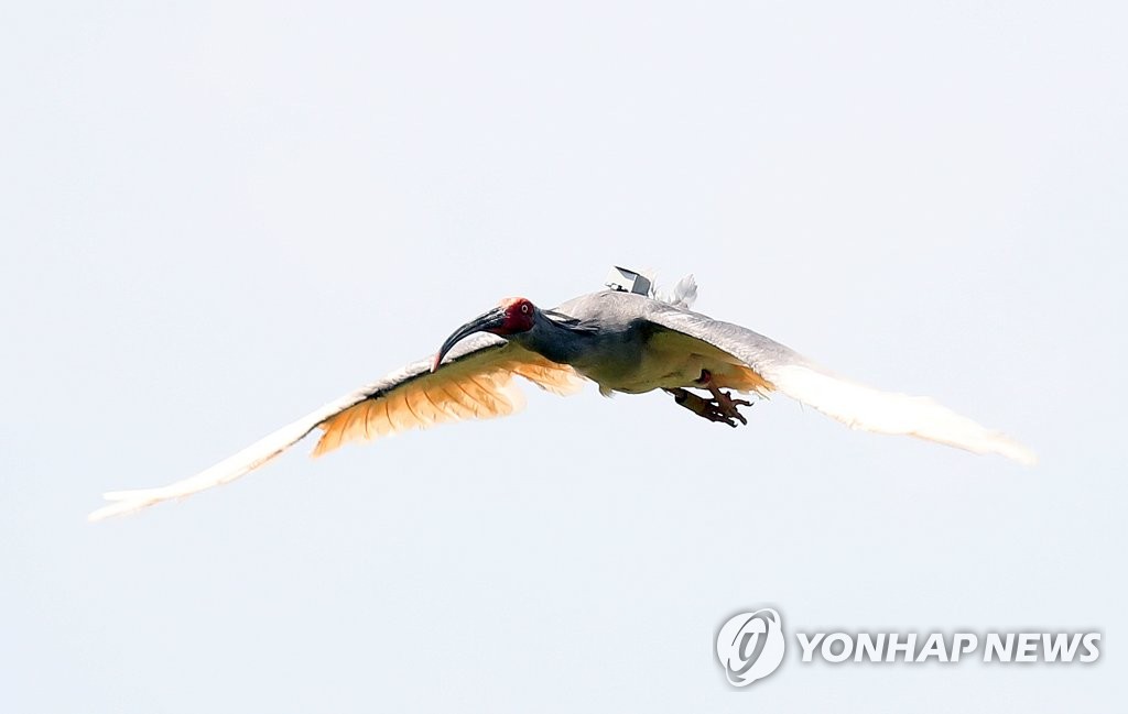 창녕 따오기 방사