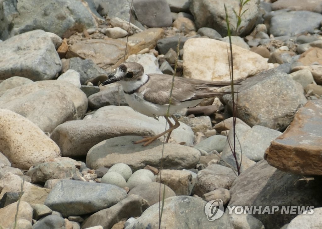 울산 태화강에서 번식하는 흰목물떼새와 알