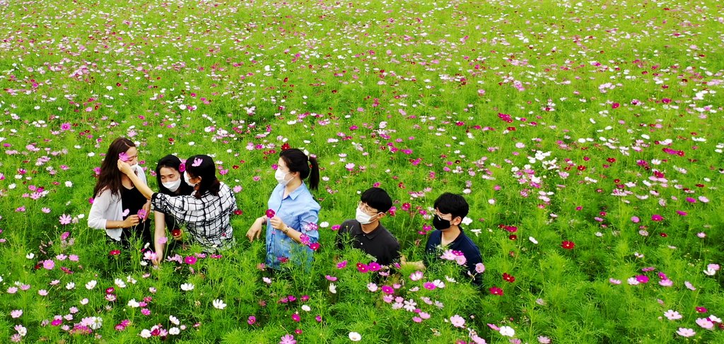 一面のコスモス畑 一面のコスモス畑