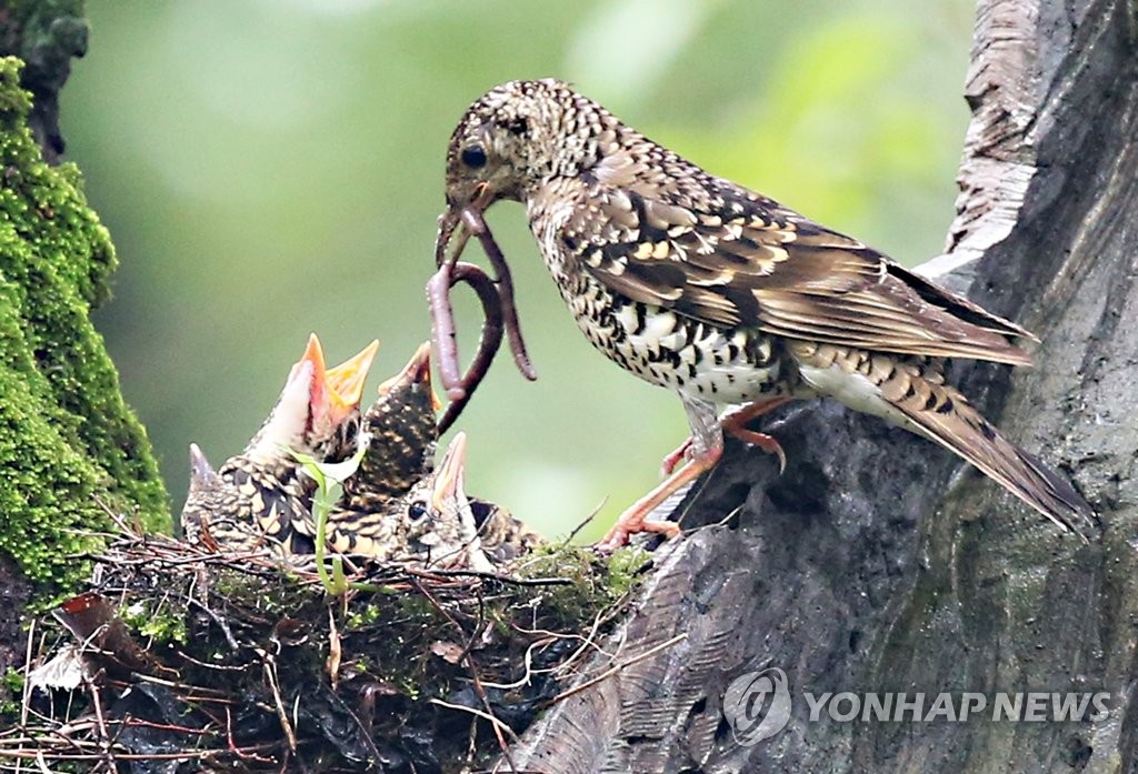 White's ground thrush White's ground thrush