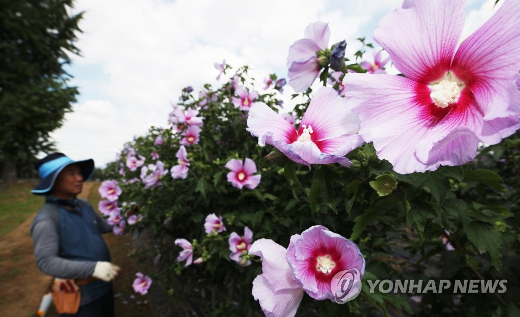 나라꽃 무궁화 활짝
