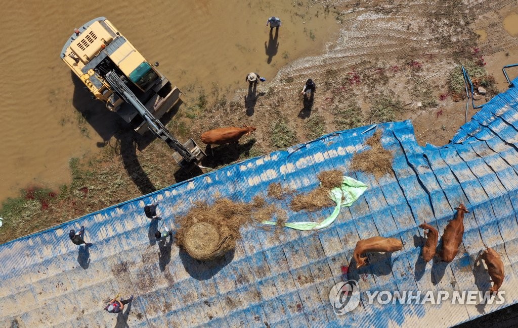 소 구출작전