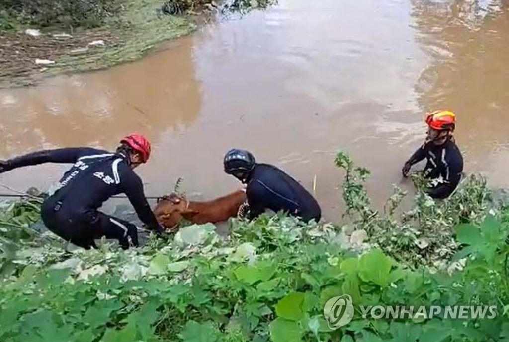 Rescuing cows Rescuing cows