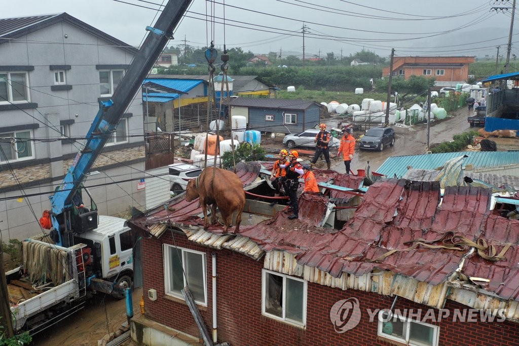 ′땅으로 내려가자′…지붕 위의 소 구조 작전 