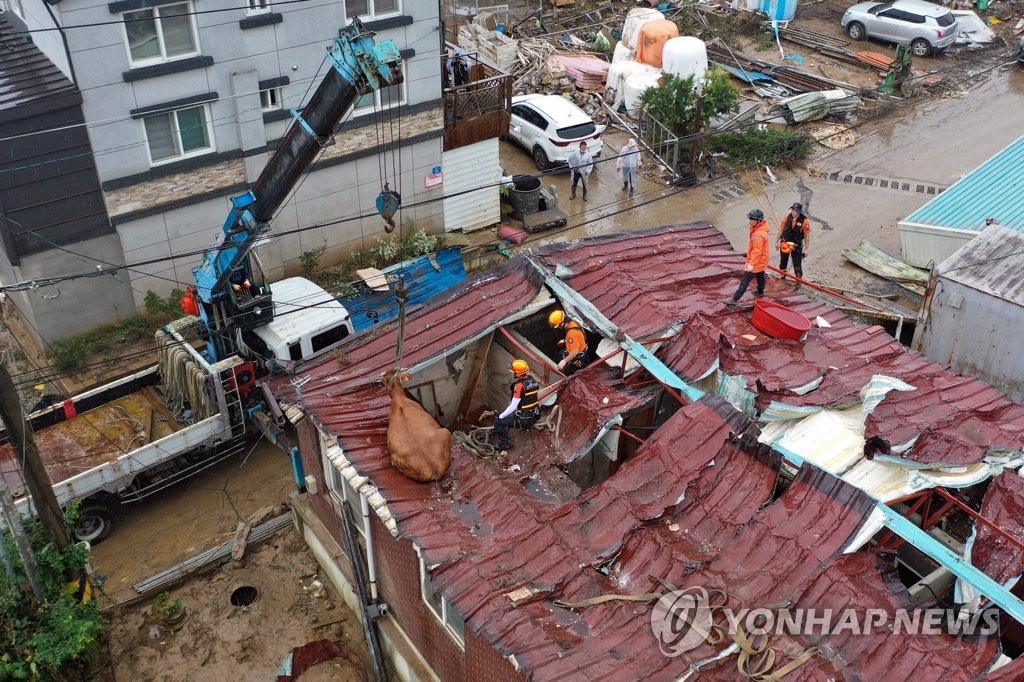 지붕 위에 고립된 소, 구조하는 119