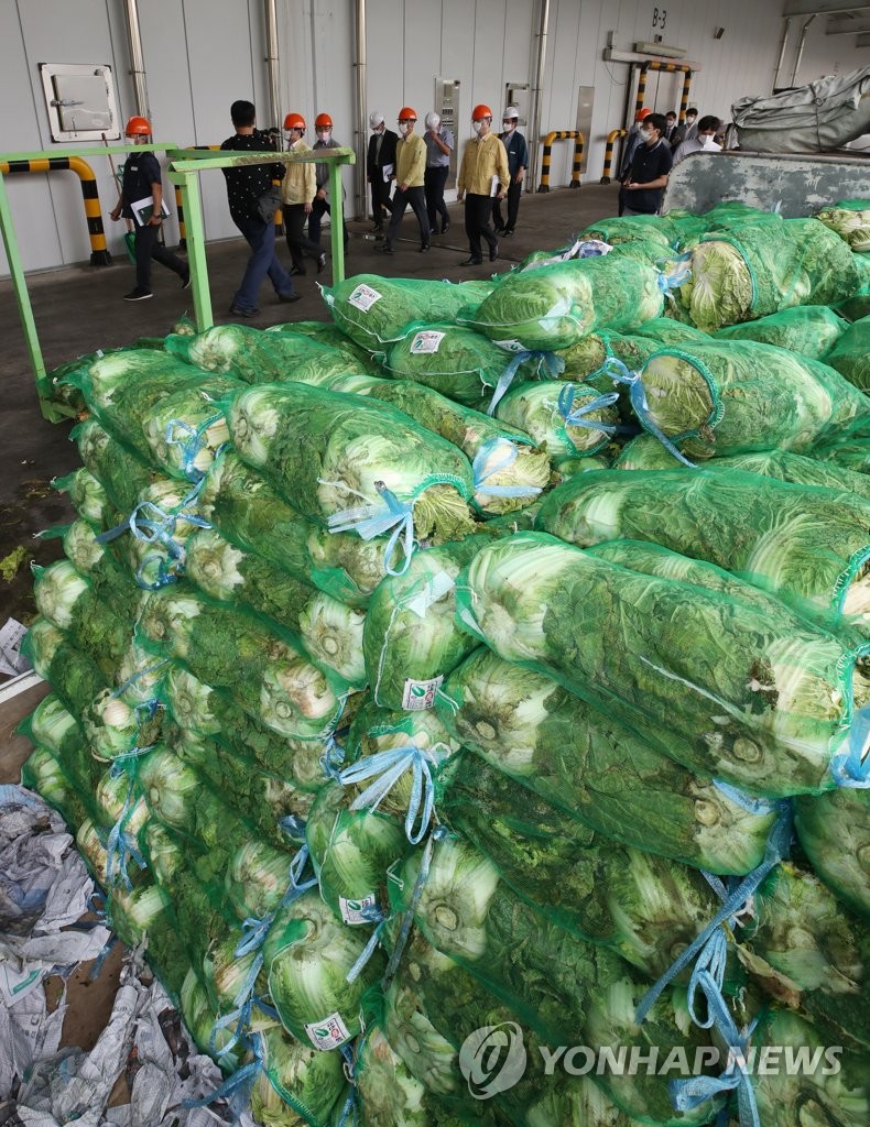 Releasing stockpiled cabbages to stabilize market Releasing stockpiled cabbages to stabilize market