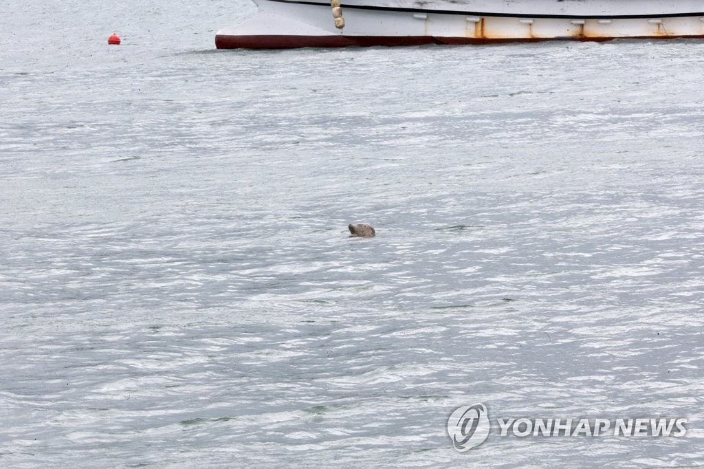 포항 앞바다에 나타난 점박이물범 추정 동물