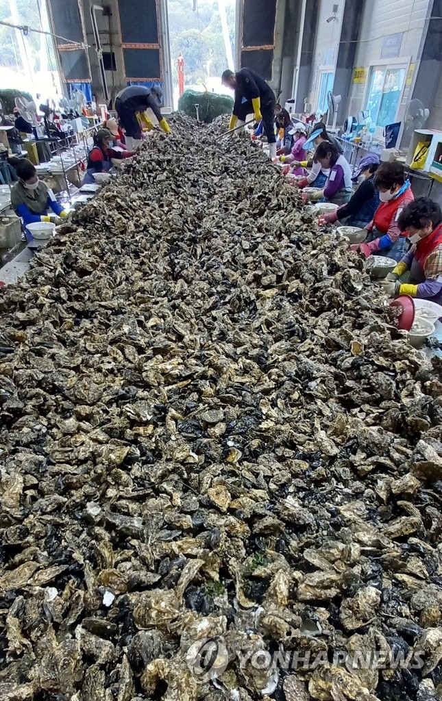 Oysters in season Oysters in season