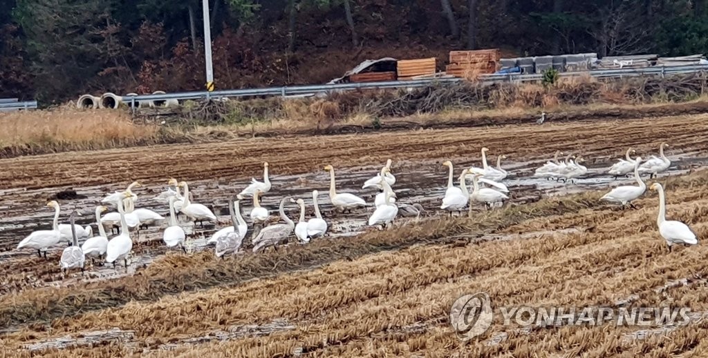 태안 농경지 찾은 고니 떼