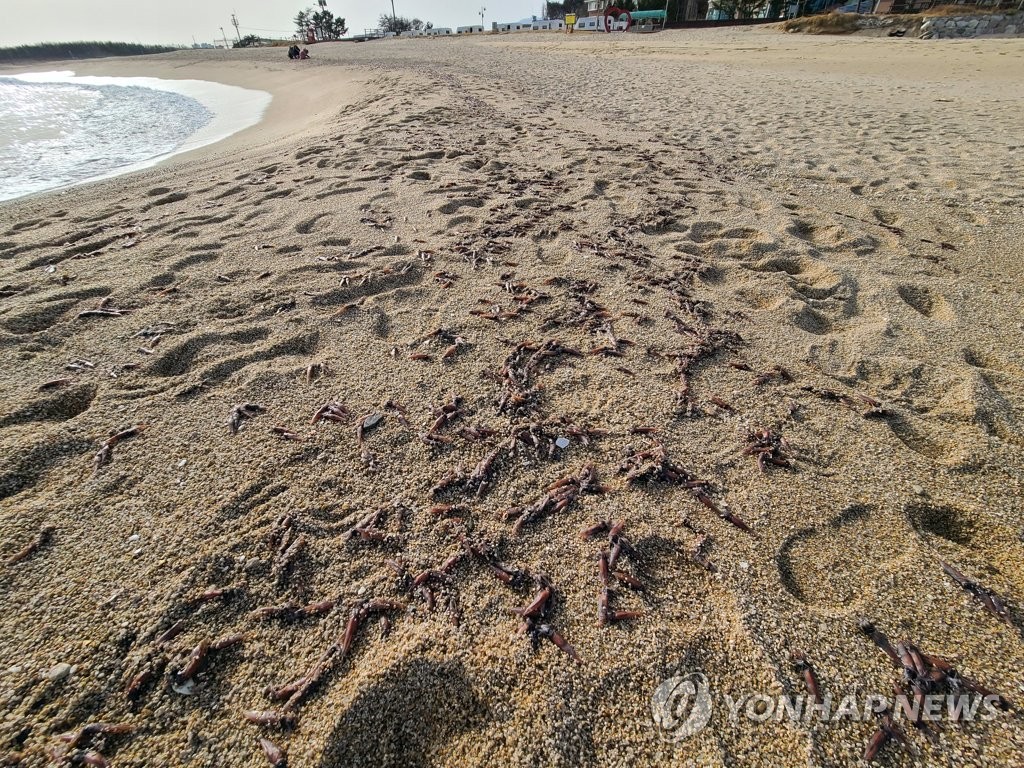 해변에 밀려 나온 매오징어