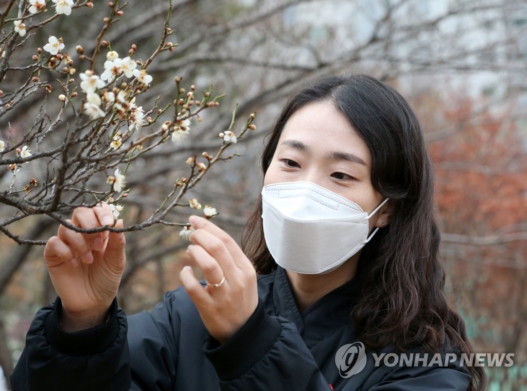 활짝 핀 매화