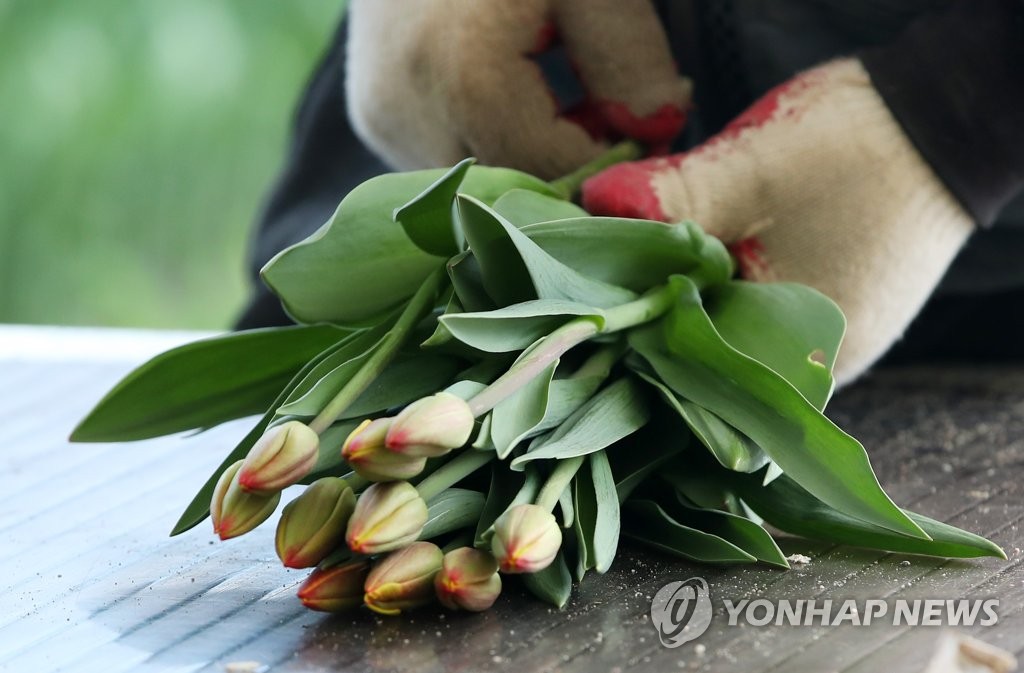 튤립 출하 작업 한창