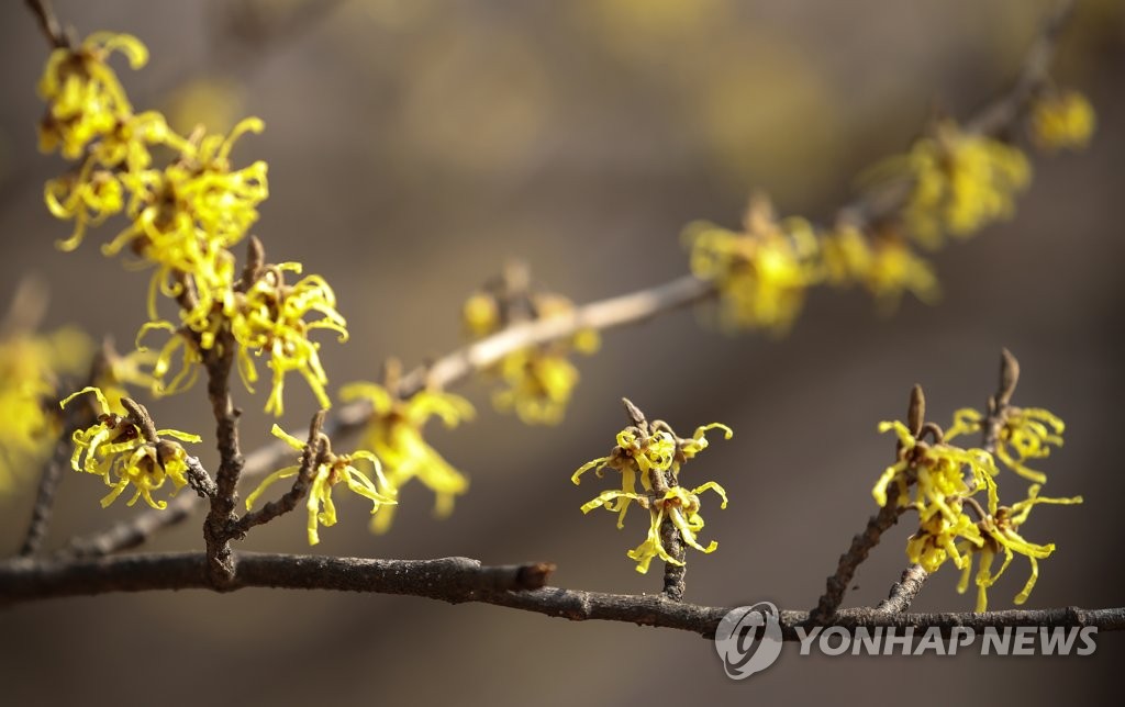 활짝 핀 봄의 전령