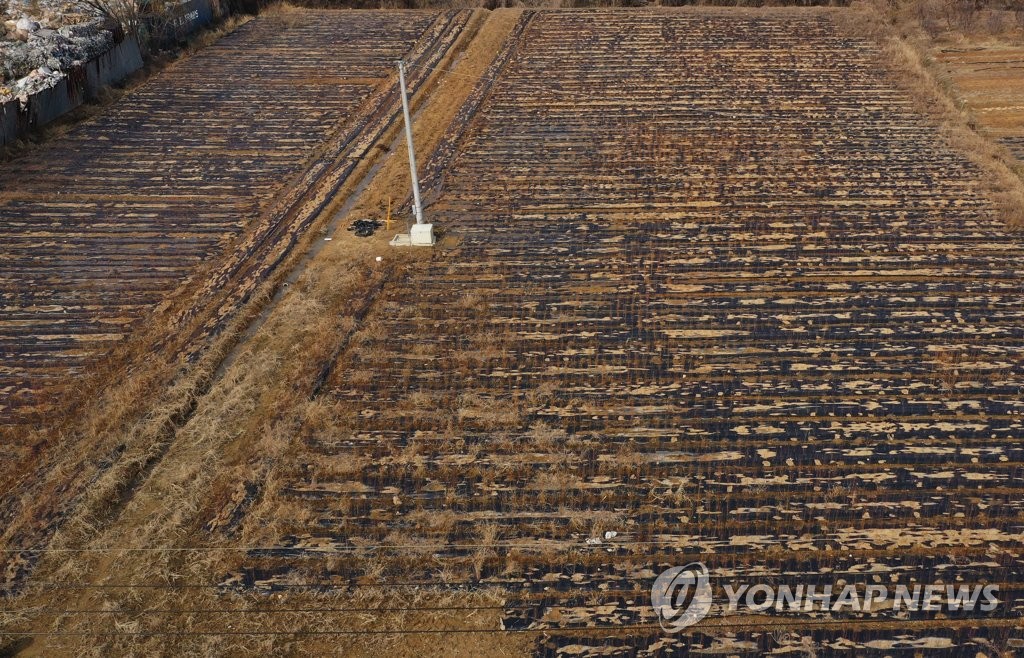 LH 직원 투기 의혹 토지에 방치된 작물