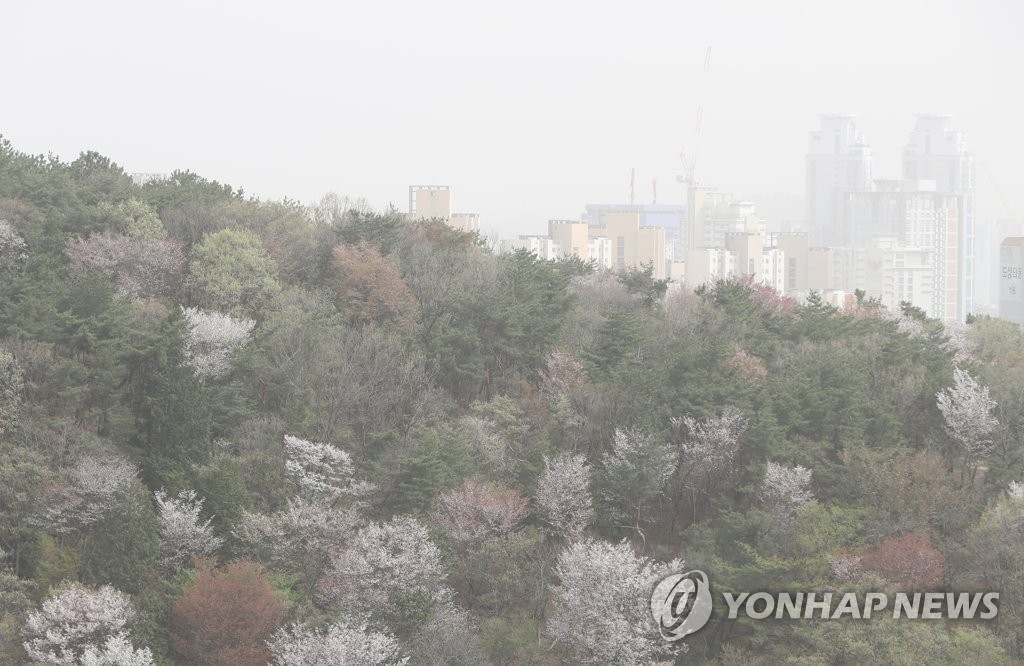 황사로 색깔 잃은 봄꽃들