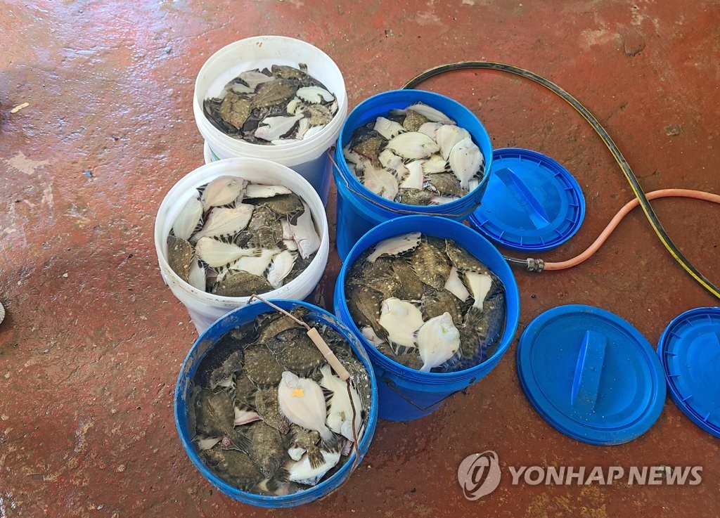 고수온에 폐사한 강도다리