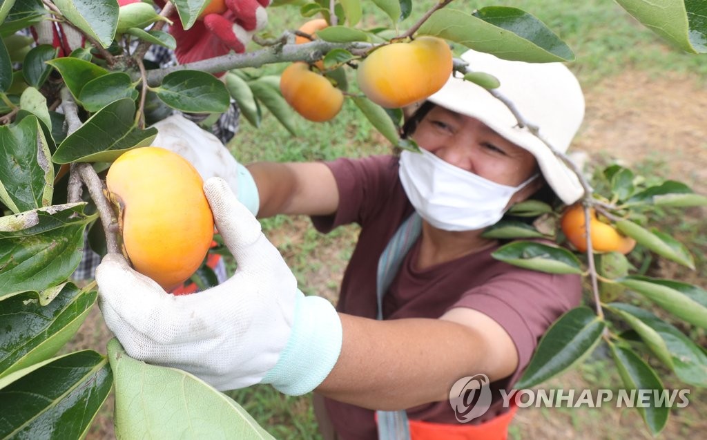 秋の味覚を収穫 秋の味覚を収穫