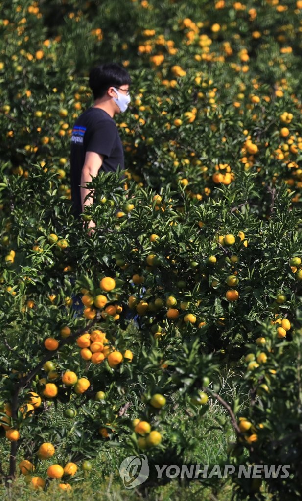 Ripening tangerines Ripening tangerines