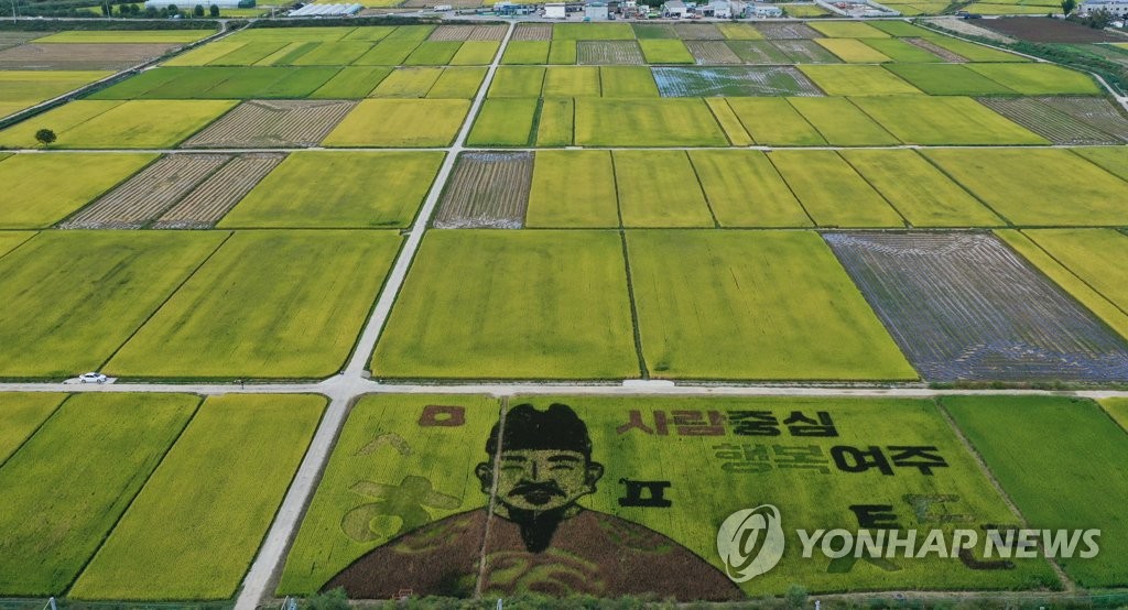 Rice paddy art Rice paddy art