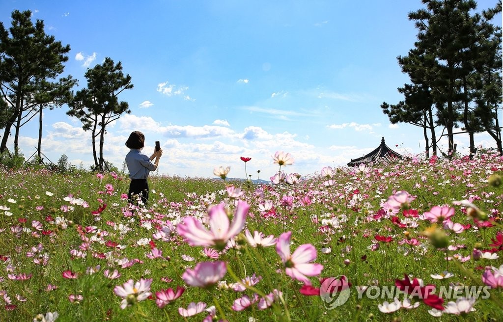 Campo de flores cosmos Campo de flores cosmos