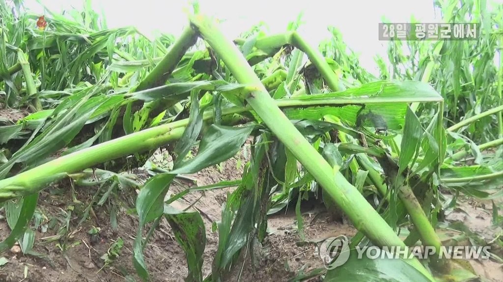 우박피해 입은 북한 옥수수밭
