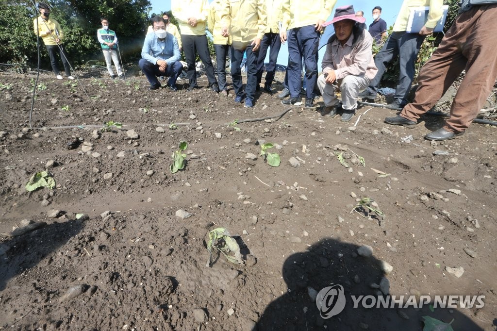 힌남노 강풍에 시든 제주 양배추
