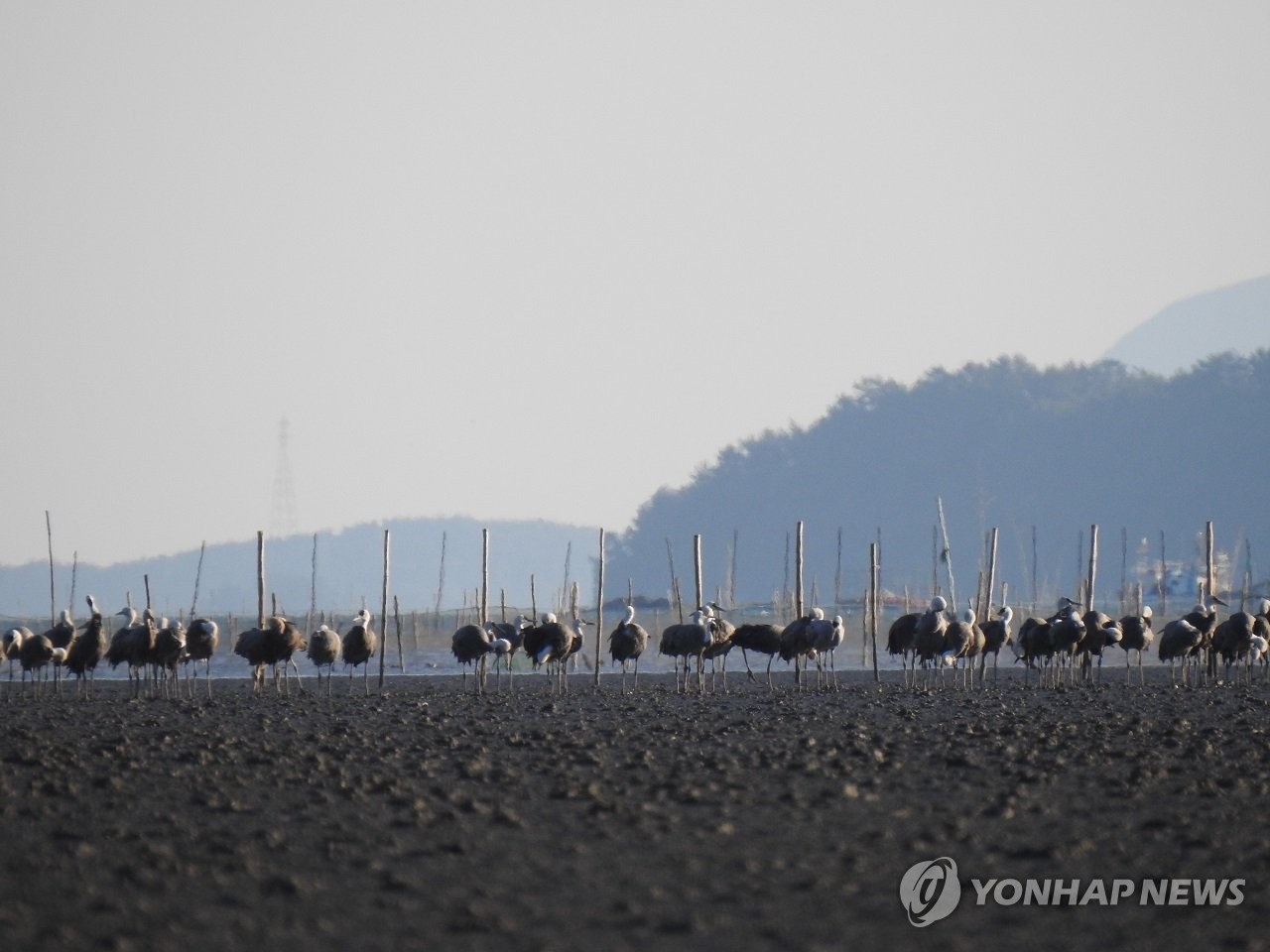 순천만 흑두루미
