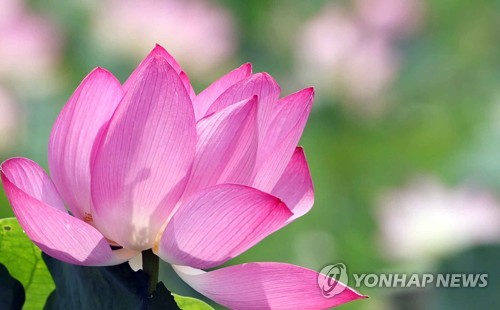 [사진톡톡] 연꽃 계절…함안에 '고려시대 연꽃' 테마파크서 활짝