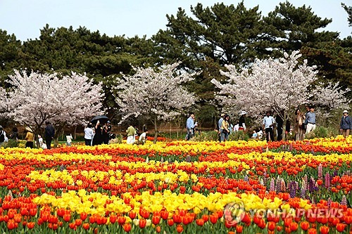 معرض تايان العالمي لأزهار التوليب