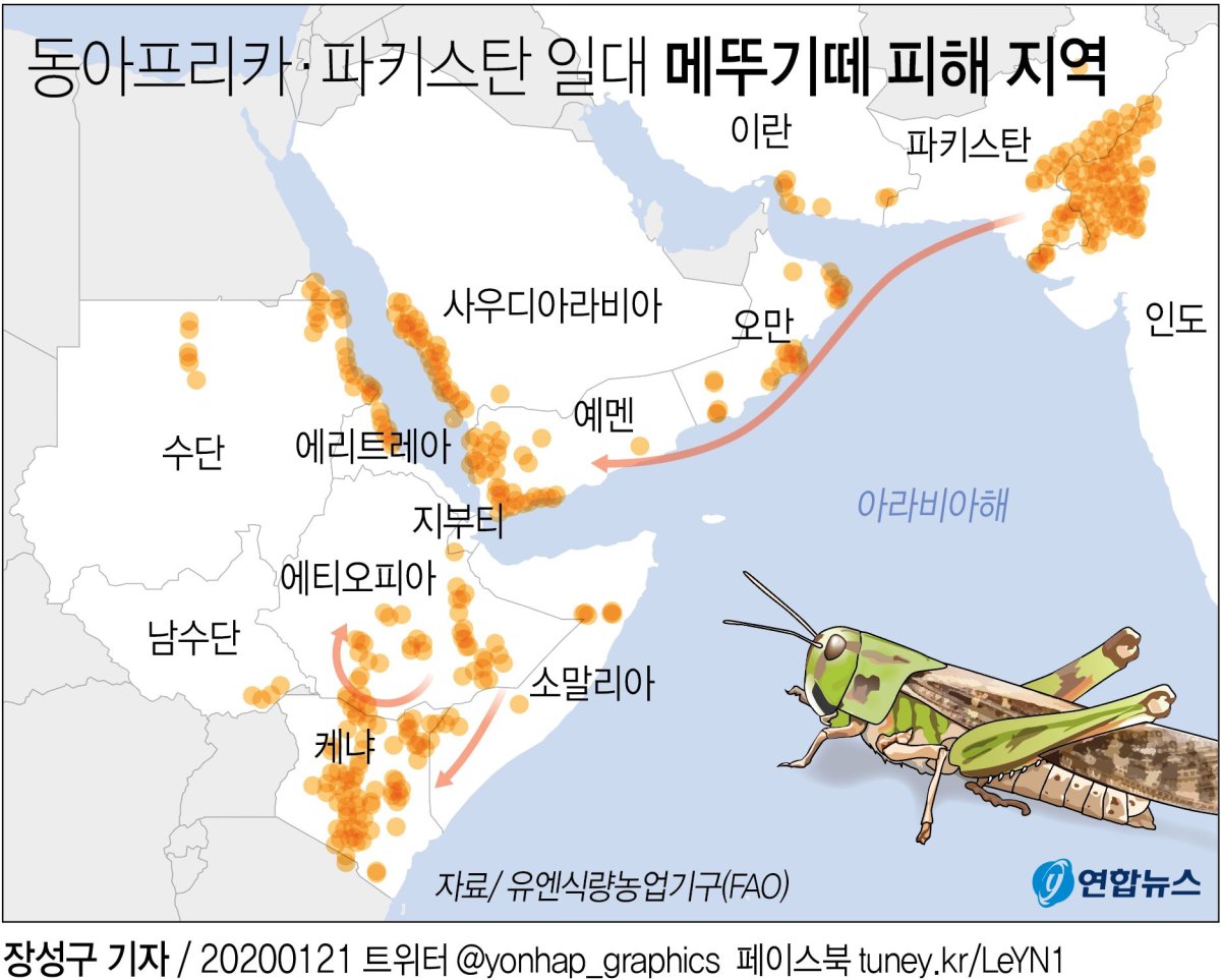 [그래픽] 동아프리카·파키스탄 일대 메뚜기떼 피해 지역