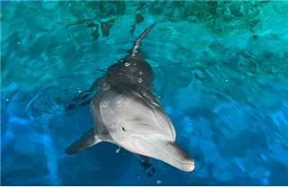 كوريا الجنوبية تطلق سراح أحد أسماك الدلفين إلى البحر بعد 17 عاما من أسره