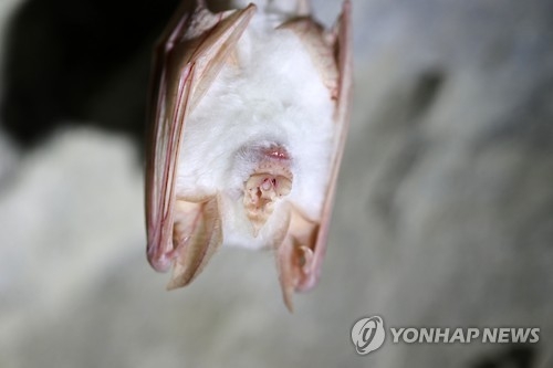 This file photo, released by the office of Mount Odae National Park in northeastern South Korea on Jan. 9, 2017, shows a rare albino bat, which was found during the office's survey on the mountain on Jan. 1. (Yonhap)