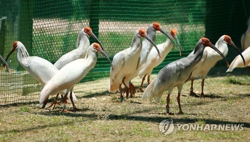 This undated photo shows crested ibises in their enclosure at the Upo Korean Crested Ibis Restoration Center in Changnyeong, 347 kilometers southeast of Seoul. (Yonhap) 