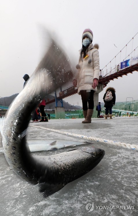 This 2017 file photo shows a visitor watching "sancheoneo," a type of mountain trout, during the annual Hwacheon Sancheoneo Ice Festival in Hwacheon, some 120 kilometers northeast of Seoul. (Yonhap)