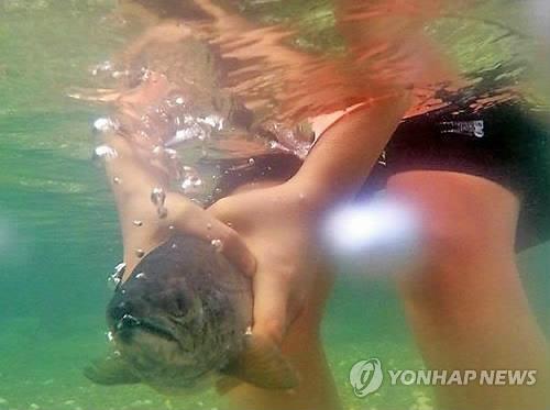 "Catch a trout with your bare hands!" (Yonhap)