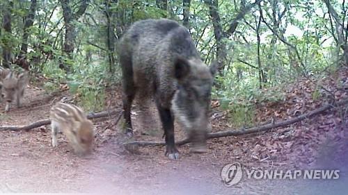 Concerns still linger over African swine fever in S. Korea