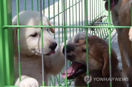 Number of abandoned pets up 12 pct in 2019