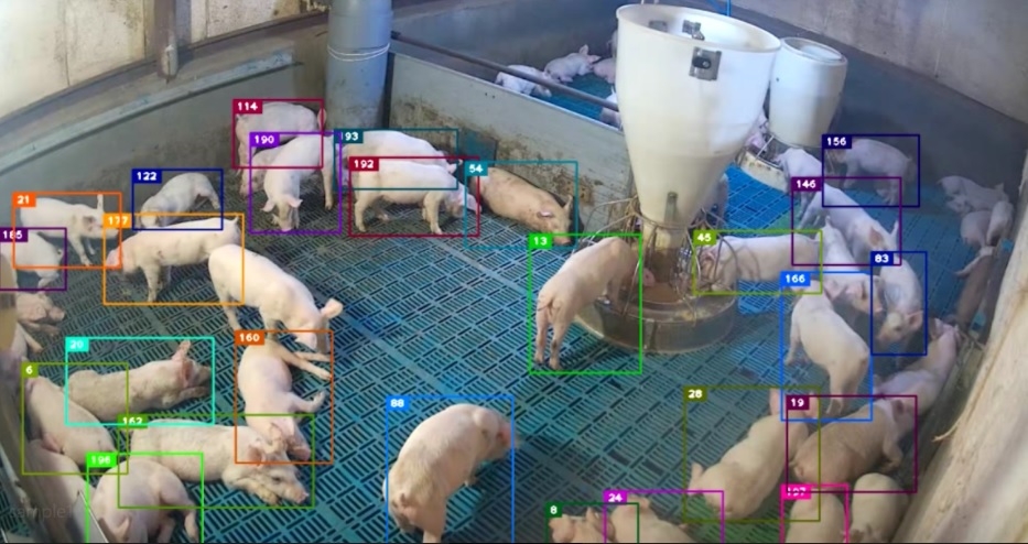 This undated photo, provided by South Korea-based tech startup Animal Industry Data Korea, or AID Korea, shows surveillance footage of a pig farm managed by the company's artificial intelligence (AI)-powered platform, Farmsplan. (PHOTO NOT FOR SALE) (Yonhap) 