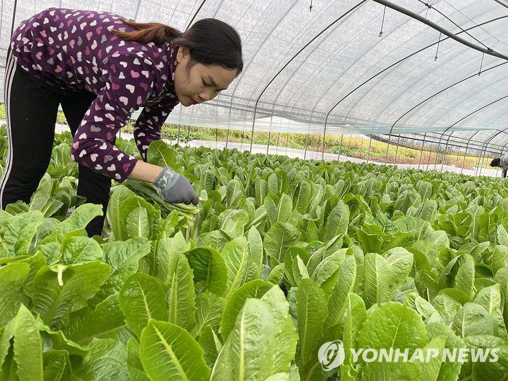 Sreychom Mao, a 30-year-old migrant worker from Cambodia, harvests lettuce at a farm in Anseong, Gyeonggi Province, on Oct. 15, 2021. (Yonhap)