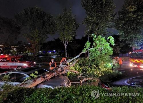 This photo provided by a news reader shows firefighters removing a tree hit by Typhoon Hinnamnor in Suwon, Gyeonggi Province, on Sept. 5, 2022. (PHOTO NOT FOR SALE) (Yonhap)