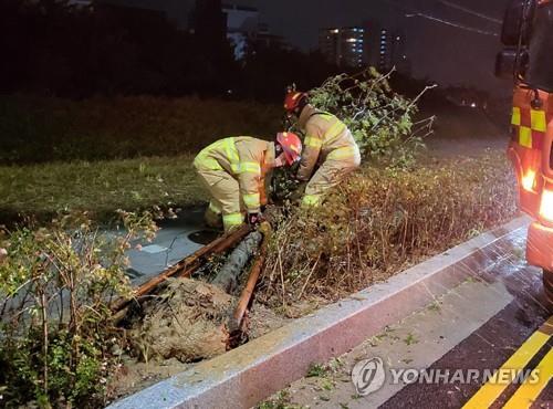 This photo from fire authorities shows firefighters tending a tree that fell over in the wake of Typhoon Nanmadol in Ulsan on Sept. 19, 2022. (PHOTO NOT FOR SALE) (Yonhap)