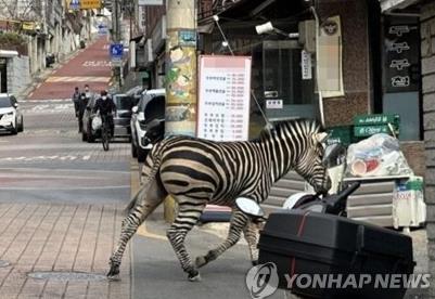 Zebra escapes from Seoul zoo
