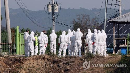 Quarantine officials in protective suits enter a beef cattle farm in Cheongju, North Chungcheong Province, central South Korea, on May 11, 2023, to cull cattle after an outbreak of foot-and-mouth disease (FMD) was confirmed there and at two other beef cattle farms in the region. They were the first confirmed FMD cases in the country in more than four years. (Yonhap)