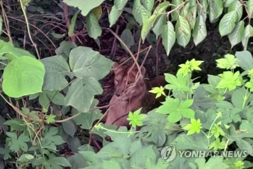 This image provided by fire authorities shows a lioness located in a forest in Goryeong, 233 kilometers southeast of Seoul. (PHOTO NOT FOR SALE) (Yonhap)