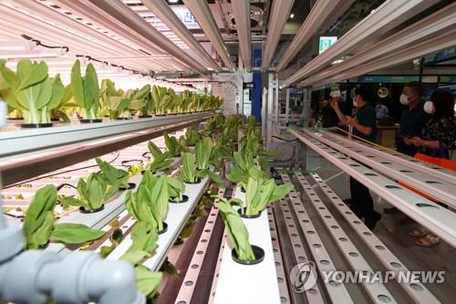 Une exposition sur l'agriculture intelligente, Green & Agritech Asia 2022, dans la ville de Gwangju le 25 août 2022. 