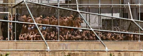 브라질 교도소에서 수감자 470여 명이 탈옥한 사건이 벌어졌다.