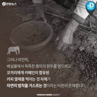 [카드뉴스] 최고의 커피?…'동물 똥 커피'의 빛과 그림자 - 7